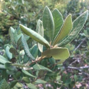 Tanoak Tree