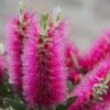 Taree Pink Bottlebrush