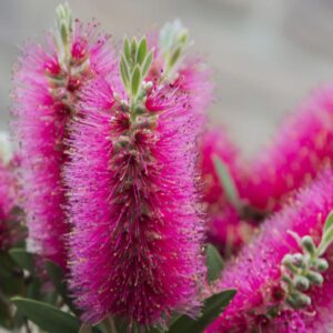 Taree Pink Bottlebrush