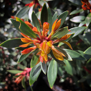 Tasmanian Mountain Pepper