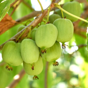 Tatyana™ Russian Hardy Kiwi