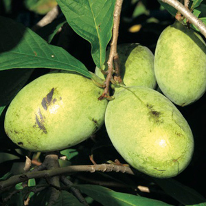 Taylor Pawpaw