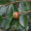 Tea Oil Camellia