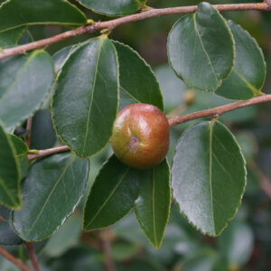 Tea Oil Camellia