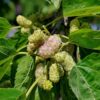 Tehama White Mulberry