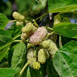 Tehama White Mulberry