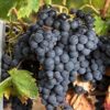 Tempranillo Wine Grape