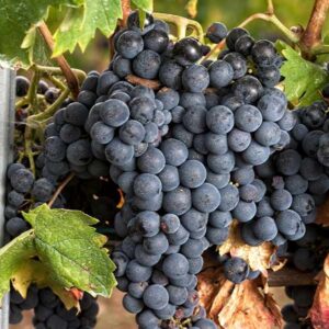 Tempranillo Wine Grape
