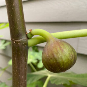 Teramo Fig