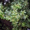 Texas Live Oak