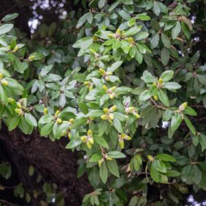 Texas Live Oak