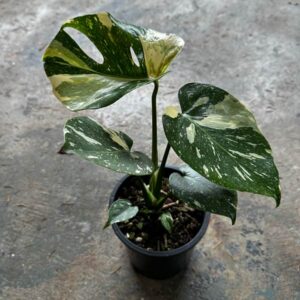 Thai Constellation Variegated Monstera