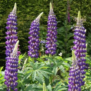 The Governor Lupine