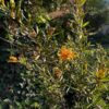 The Precious Grevillea
