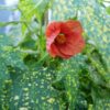 Thompson's Flowering Maple