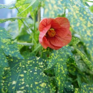 Thompson's Flowering Maple