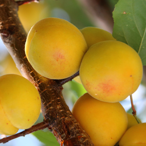 Tilton Apricot Tree
