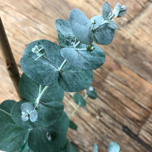 Tingiringi Gum Eucalyptus 