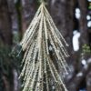 Toothed Lancewood