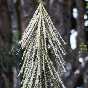 Toothed Lancewood