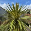 Torbay Dazzler Cabbage Palm