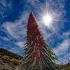 Tower of Jewels Echium