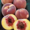 Tra-Zee Peach