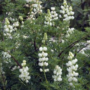 Tree Lupine