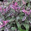 Tricolor Sage