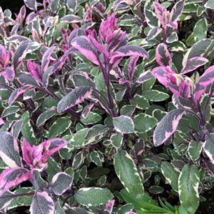 Tricolor Sage