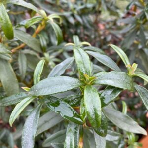 Troubadour Rock Rose