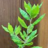 Truffle Tree