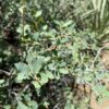 Turbinella Oak