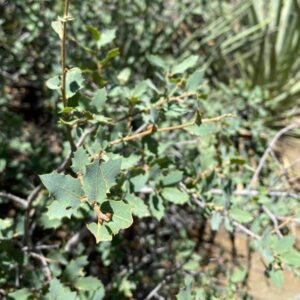Turbinella Oak