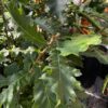 Turkey Oak