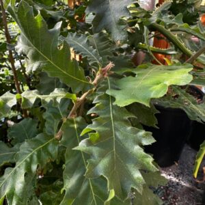 Turkey Oak