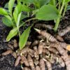 Turmeric Plant