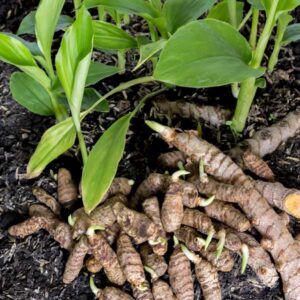 Turmeric Plant