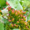 UCB-1 Pistachio Rootstock