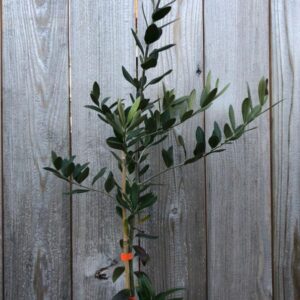 Universal™ Olive Tree