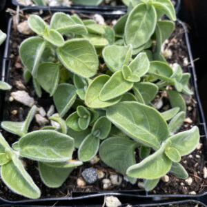 Uruguayan Firecracker Plant