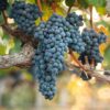 Valiant Blue Table Grape