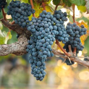Valiant Blue Table Grape