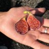 Valle Negra Fig