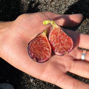 Valle Negra Fig