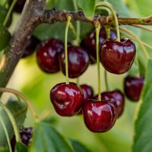 Van Cherry