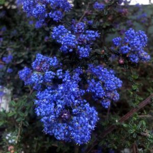 Vandenberg Ceanothus