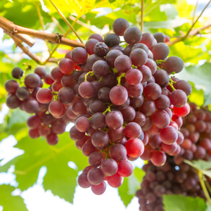 Vanessa Seedless Table Grape
