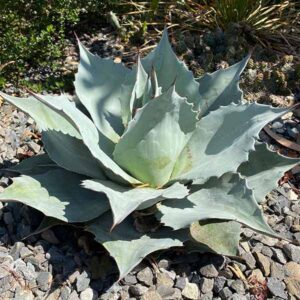 Vanzie Whale's Tongue Agave