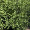 Variegated Australian Mint Bush